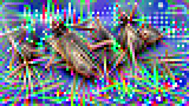 The Loudest Crickets