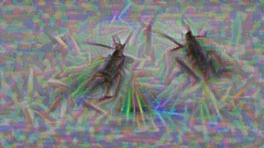 The Loudest Crickets
